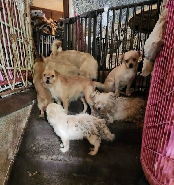 Chiens retrouvés dans la maison de l'horreur 