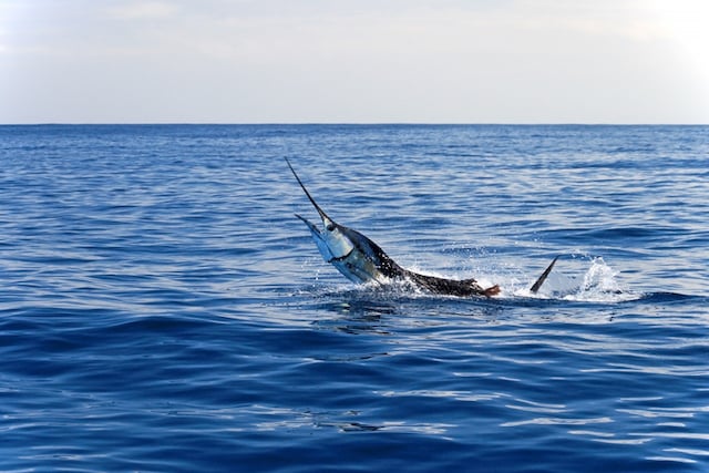 Un marlin blanc 
