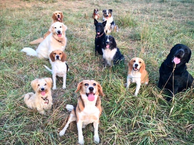 Des chiens du refuge d'Olivia