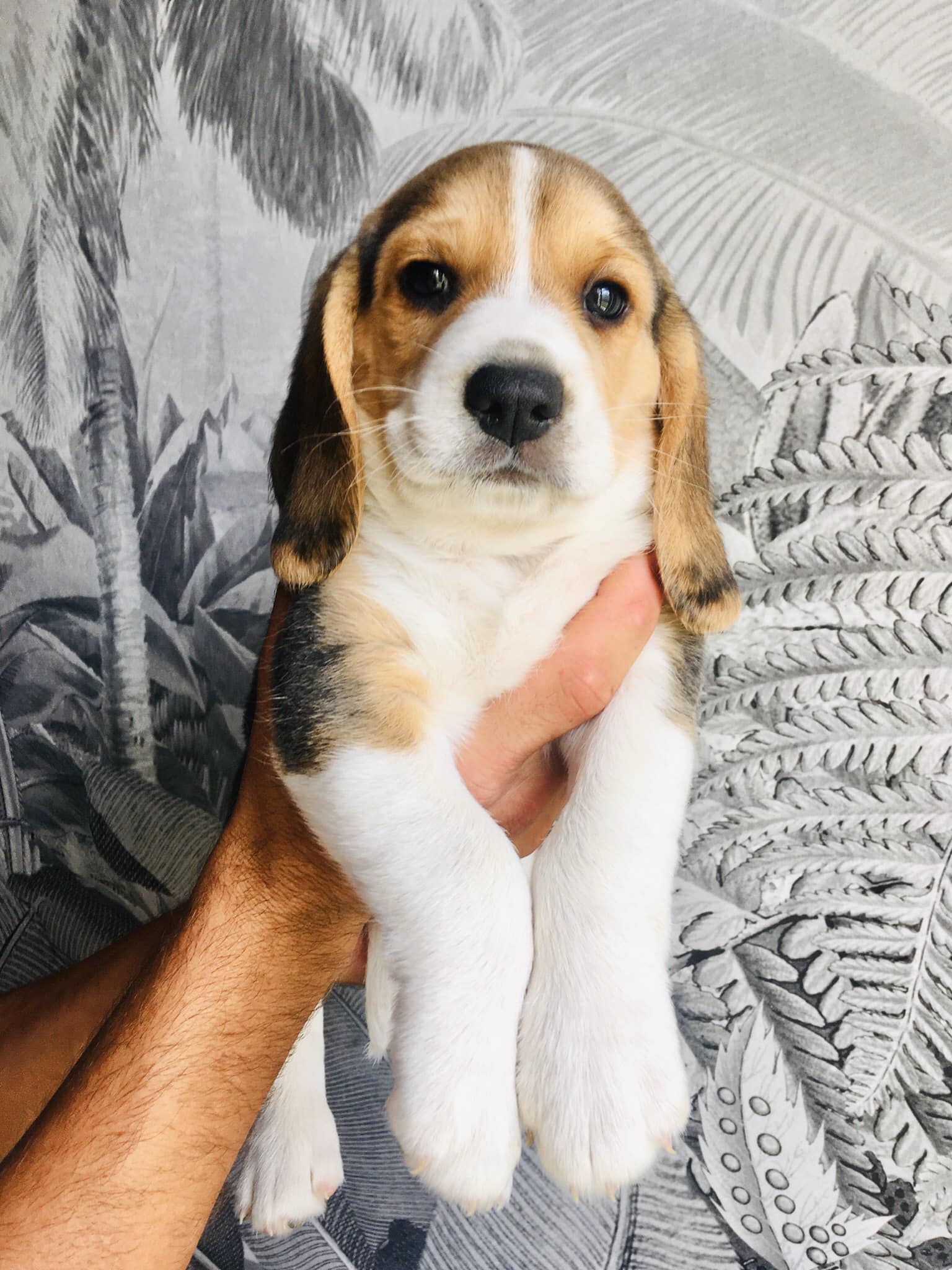 Un Beagle