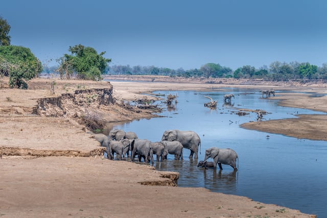 Un troupeau d’éléphants en train de traverser la rivière Luangwa 