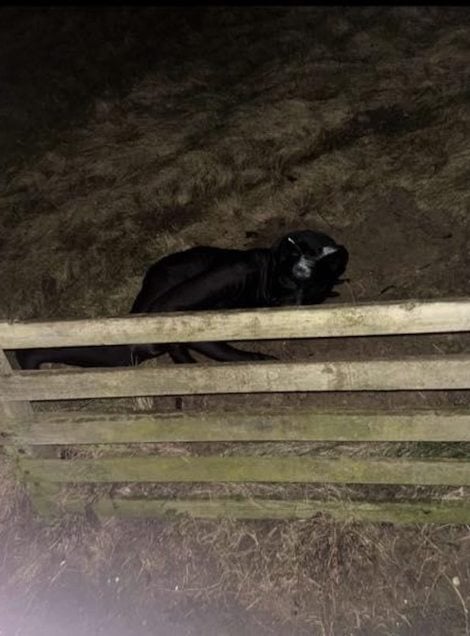 Photo montrant l'homme-chat 