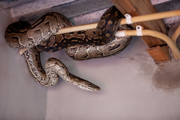 Un serpent