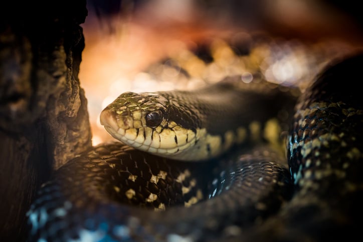 Un serpent