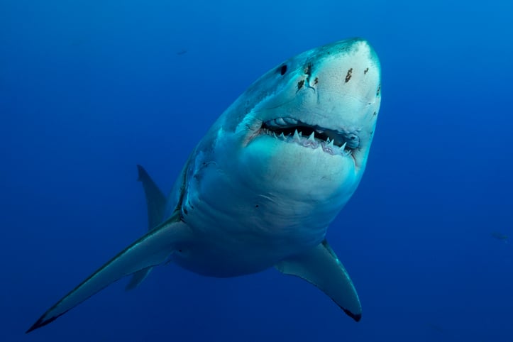 Un grand requin blanc