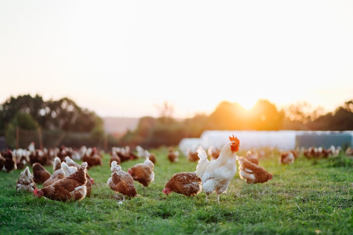 Un coq et des poules