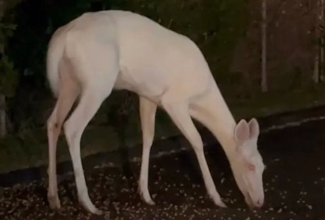 Le cerf albinos photographié en juin dernier dans le Michigan 