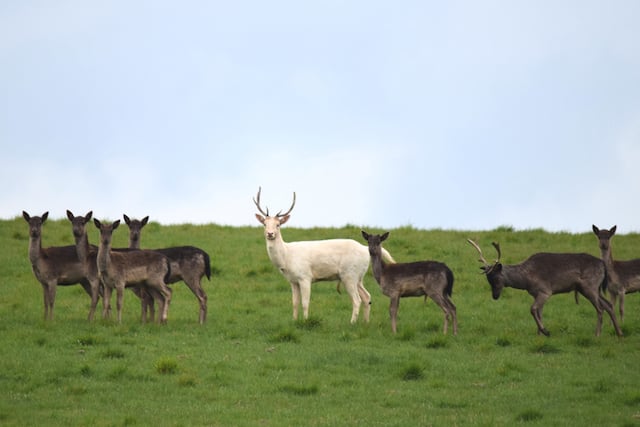 Un cerf albinos 
