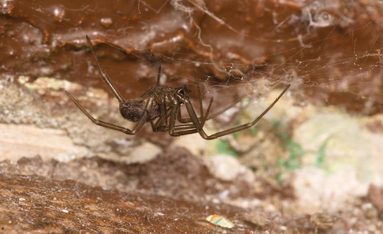Uen araignée recluse