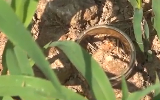 La bague dans le champ