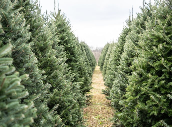 Une plantation de sapins