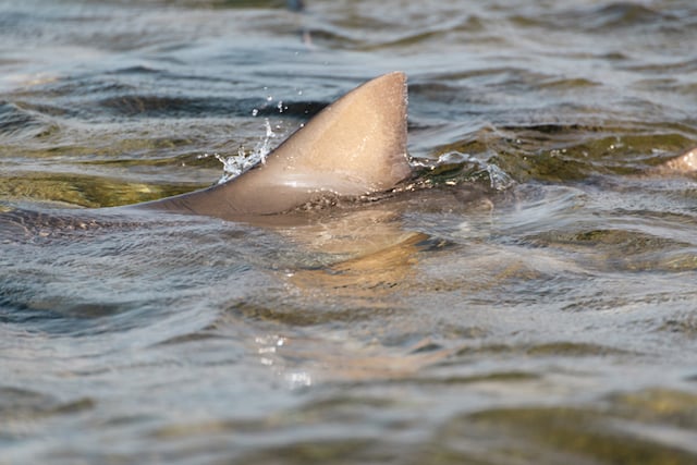 Un aileron de requin qui dépasse