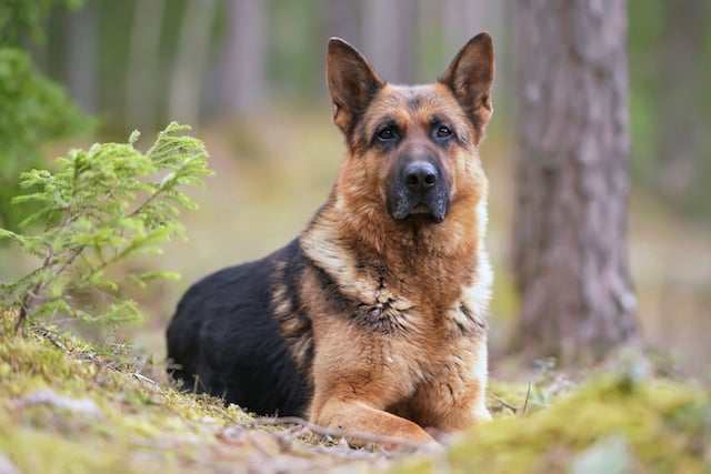 Portrait berger allemand 