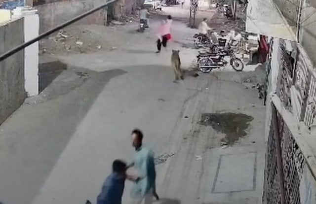 Capture d'écran montrant le lion attaquer des passants 