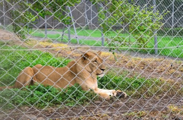 Un lion détenu dans un enclos 