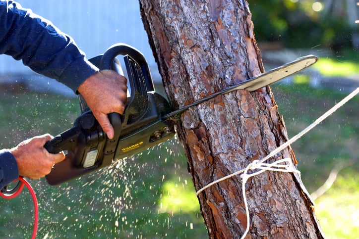 Un homme coupe un arbre