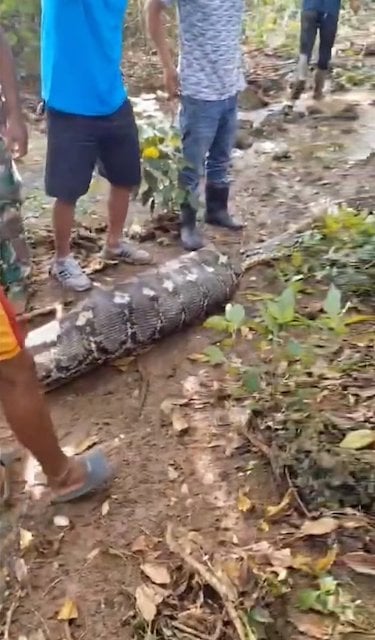 Les villageois en train d'ouvrir l'estomac du python 