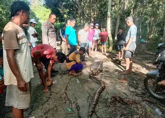 les villageois en train d'examiner le python 