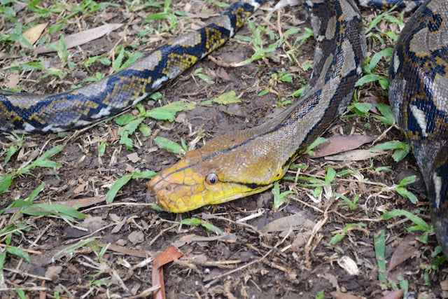 Python rampant dans l'herbe