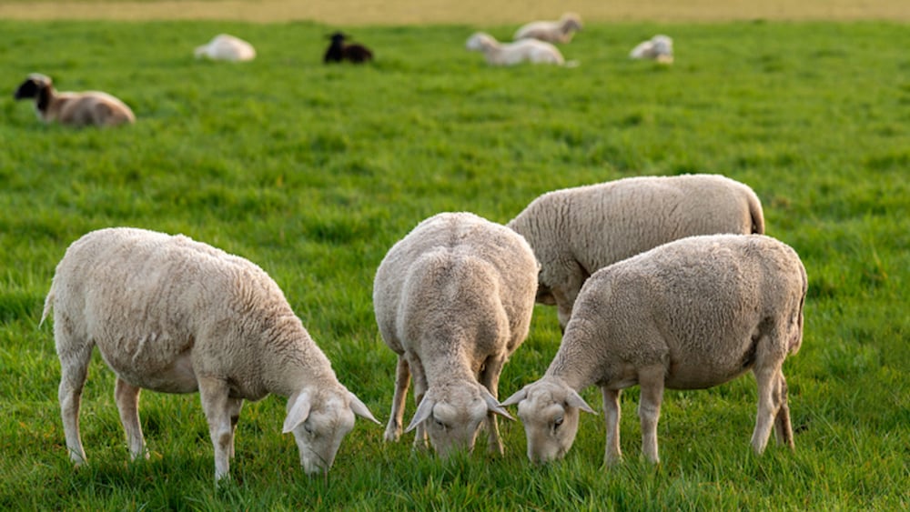 Des moutons mangent de l'herbe