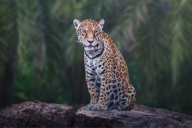 Un jaguar