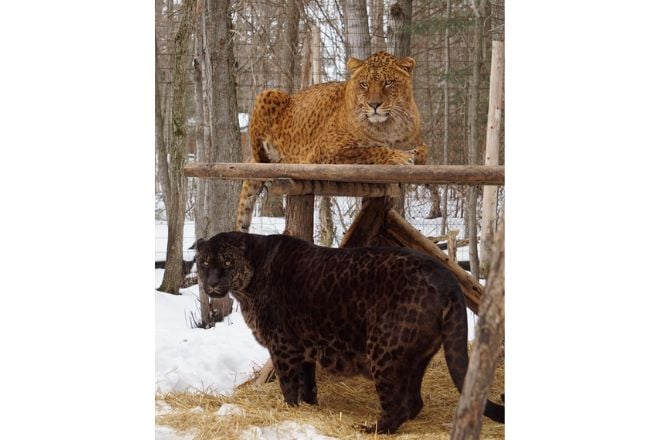 Les jaglions