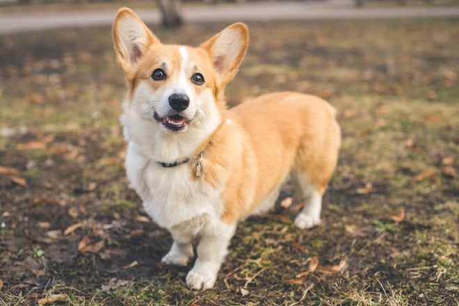 Un corgi