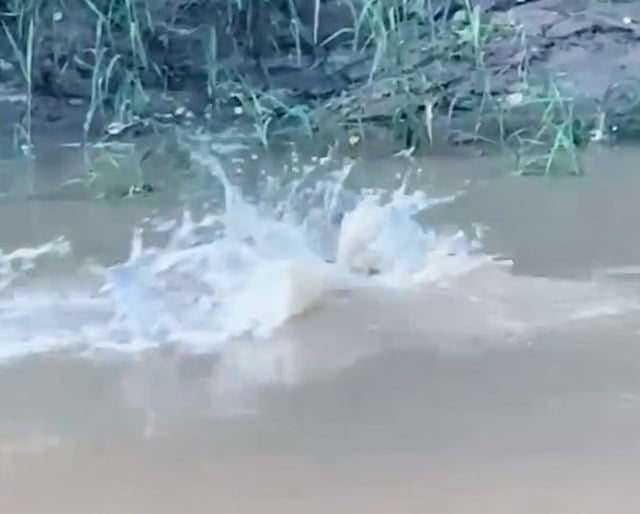 Image montrant le crocodile en train d'attraper l'adolescent 