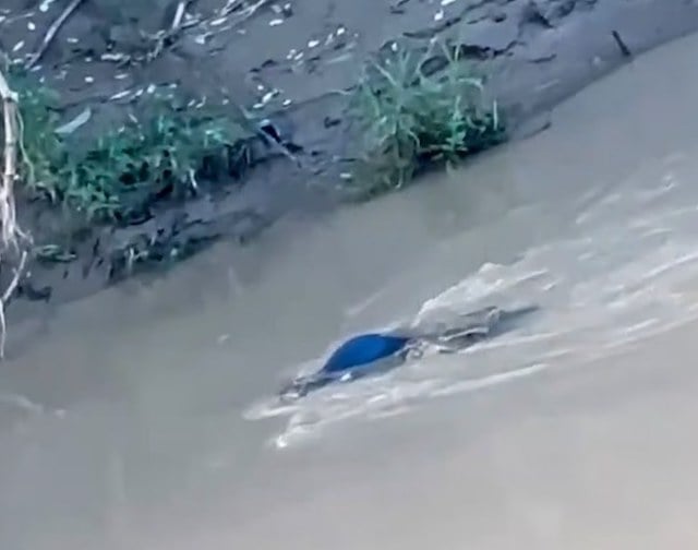 Image montrant le crocodile en train d'attraper l'adolescent 