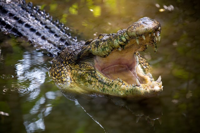 Crocodile marin