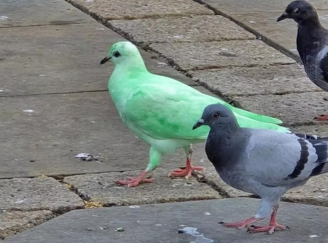 Le pigeon vert fluo