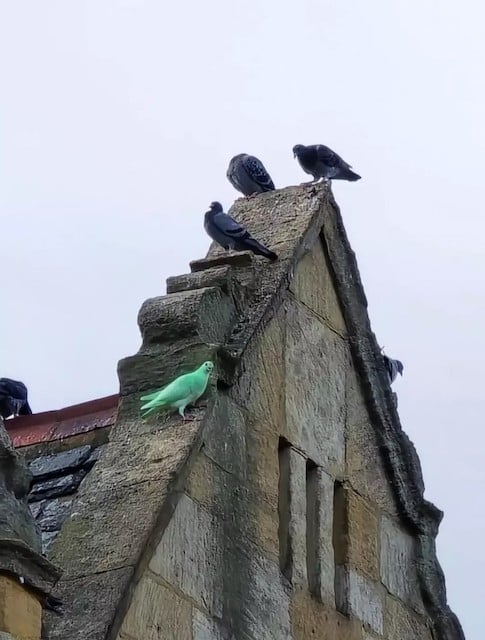 Le pigeon vert fluo