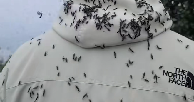Des mouches envahissent la Corée du Sud