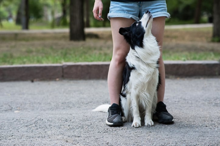 Un chien avec sa maîtresse