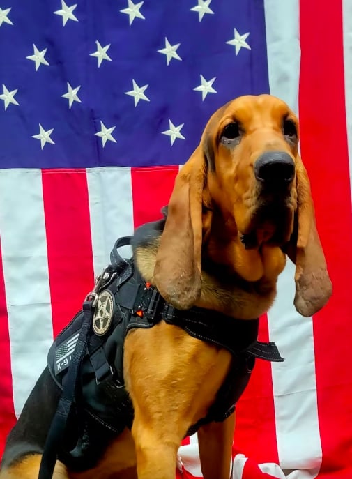 Un chien policier mort de chaud dans une voiture de patrouille, aux États-Unis