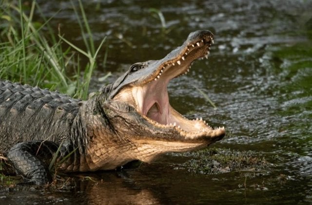 Un alligator 