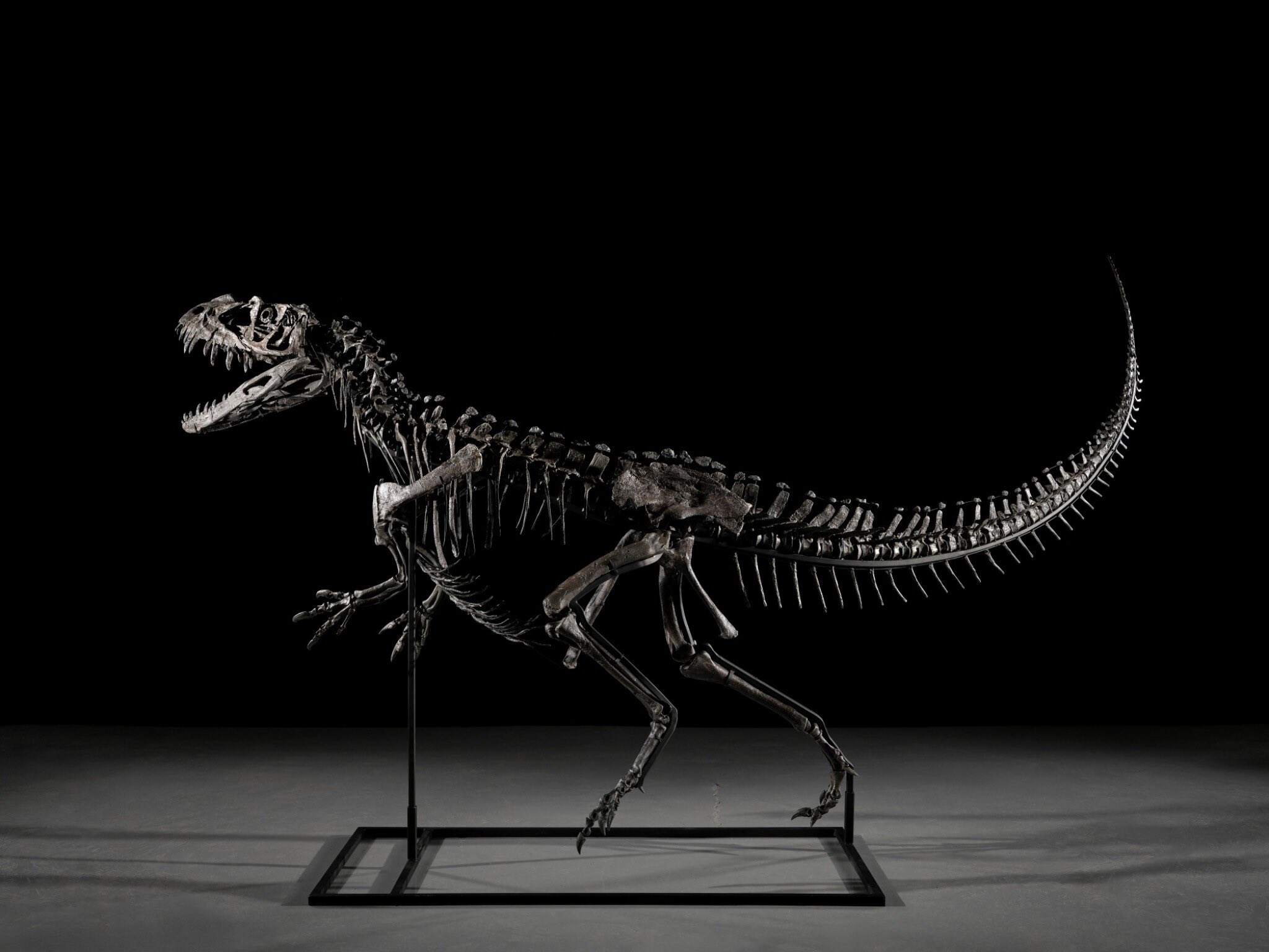 Un squelette de dinosaure vendu aux enchères