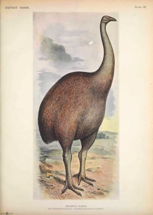 Le moa géant