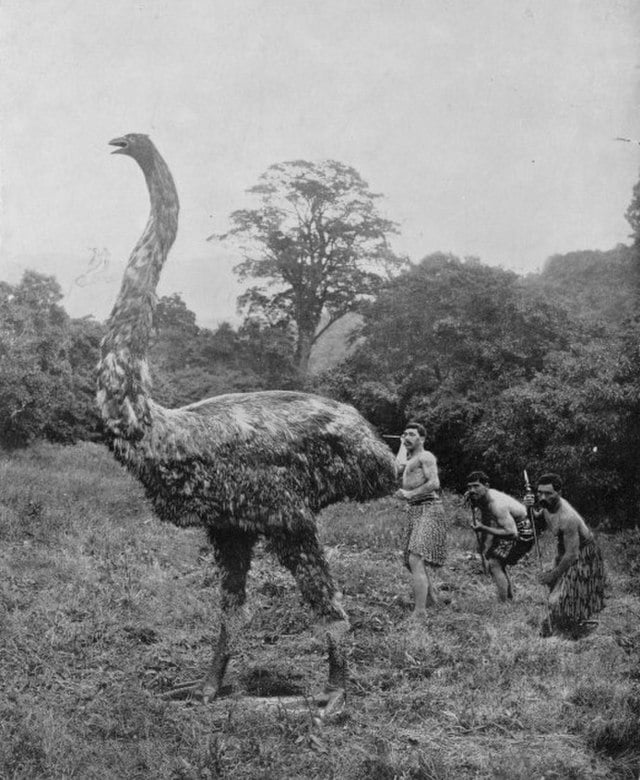 Le moa géant