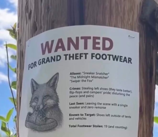 Un renard recherché pour vol