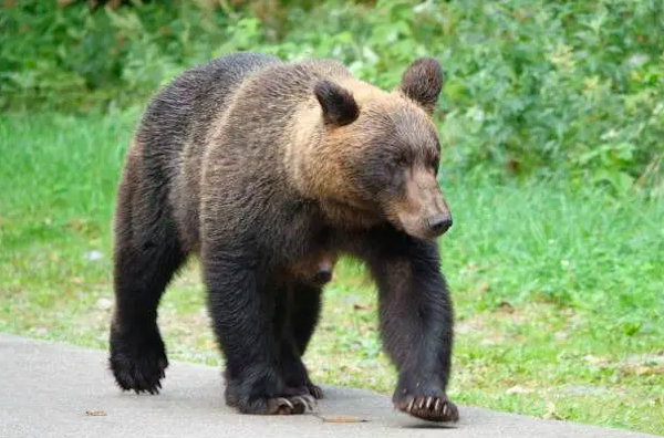 Un ours