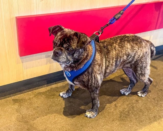 Le chien Blue 