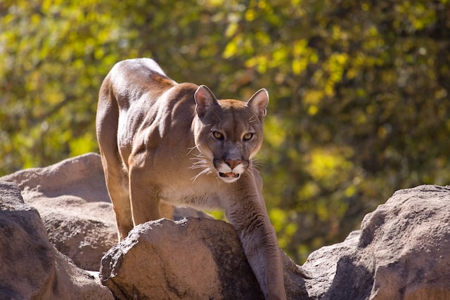 Gros plan sur un puma