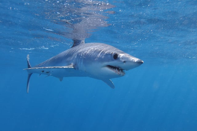 Requin mako