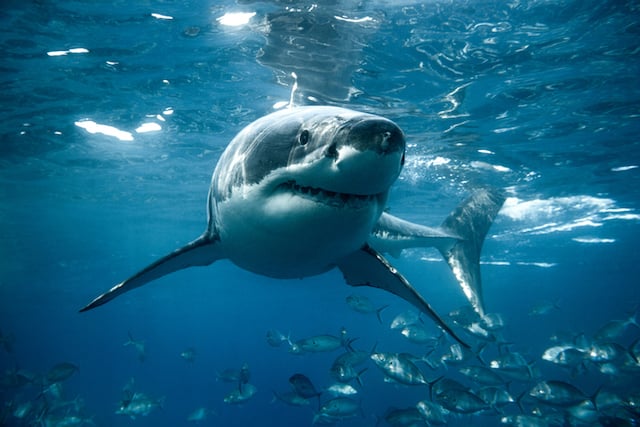 Grand requin blanc 