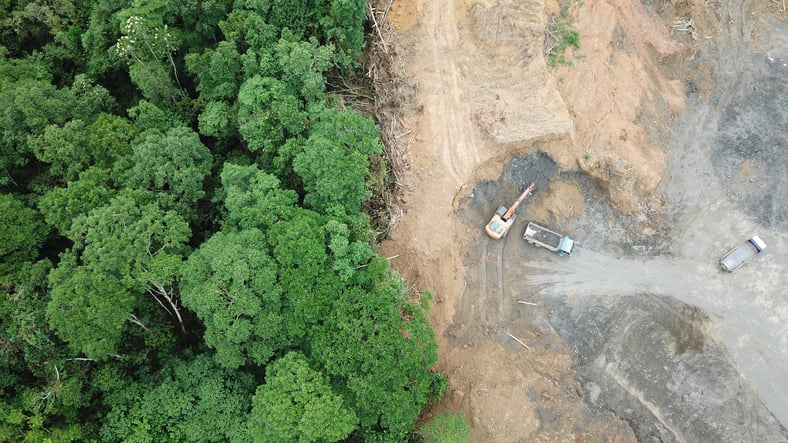 La déforestation