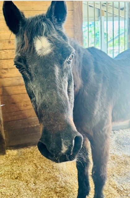 Le cheval Mokie