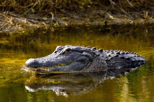 Un alligator dans l'eau