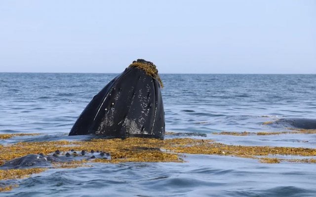 Une baleine en train de s'amuser avec les algues