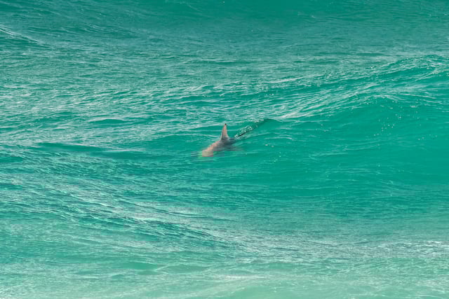 Vue aérienne sur un requin en train de nager